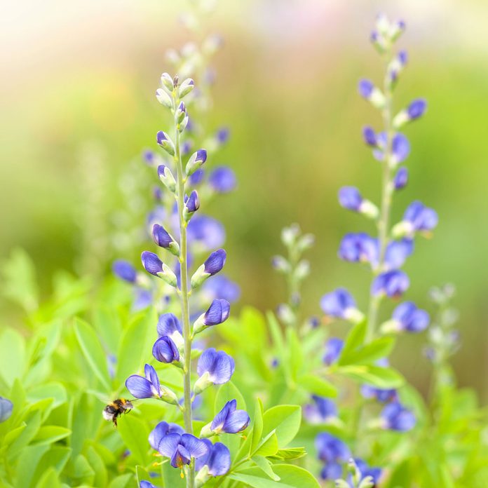 False Indigo