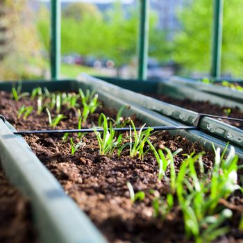 Green shoots grow in soil-filled trays, surrounded by sunlight and greenery, indicating a thriving garden environment.