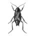 How to Identify and Get Rid of American Cockroaches