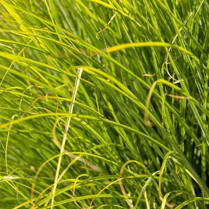 Prairie Dropseed