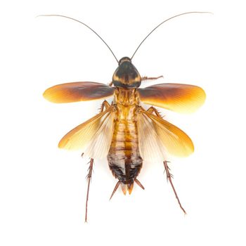 A brown cockroach with wings is positioned on a white surface, showcasing its detailed body structure and antennae, appearing still and unobstructed.