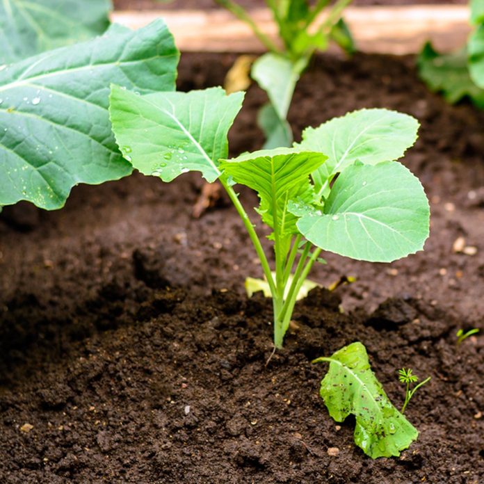 growing a garden vegetables