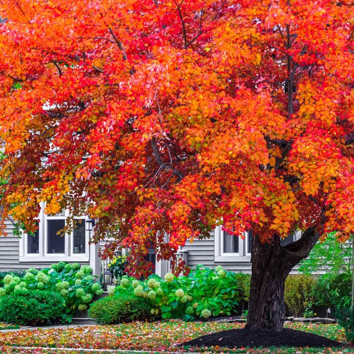 red maple tree