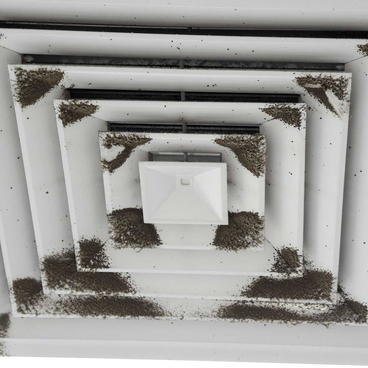 What to Know About Cladosporium Mold