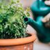 7 Tips on How to Conserve Water in the Garden