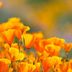 The 10 Fastest-Growing Annuals From Seed