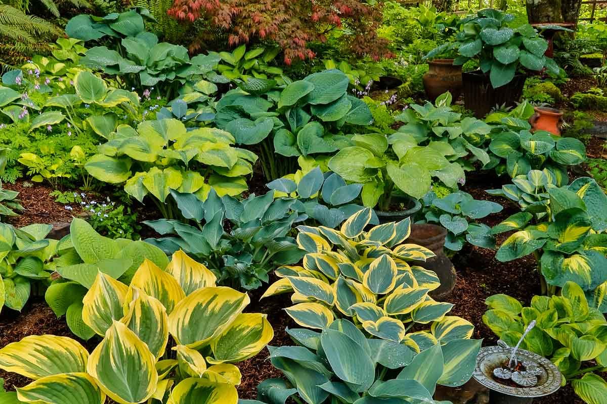 11 Common Mistakes People Make When Planting Hostas
