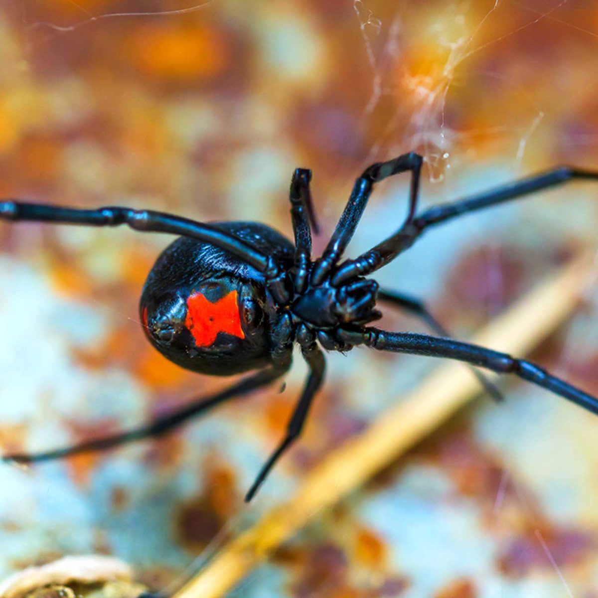 black widow