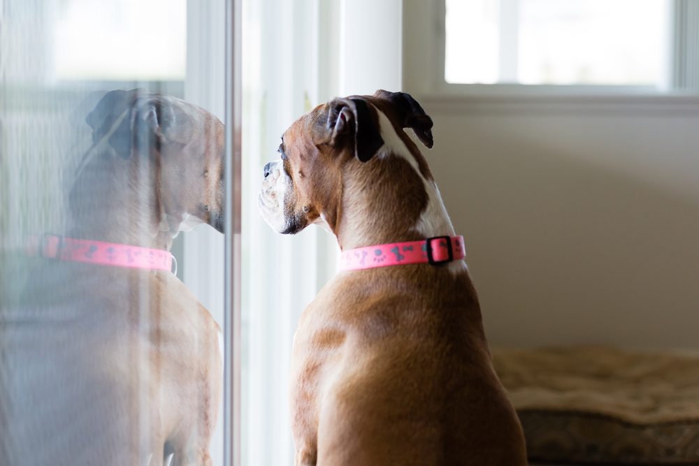 What’s a Safe Indoor Temperature for Dogs and Other Pets?