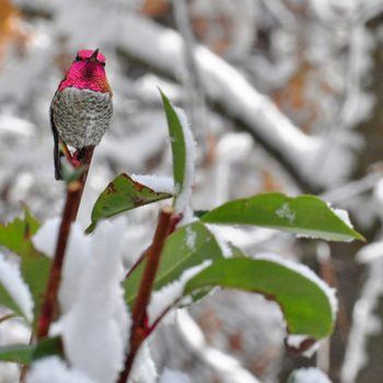 A hummingbird perches on a snowy branch, showcasing its vibrant pink and gray plumage against a blurred winter landscape.