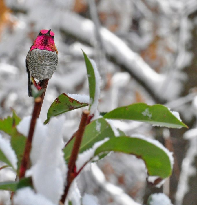 Anna's hummingbird in snow