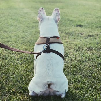 A white dog sits on green grass, wearing a harness and leash, looking away, seemingly enjoying the outdoor space.