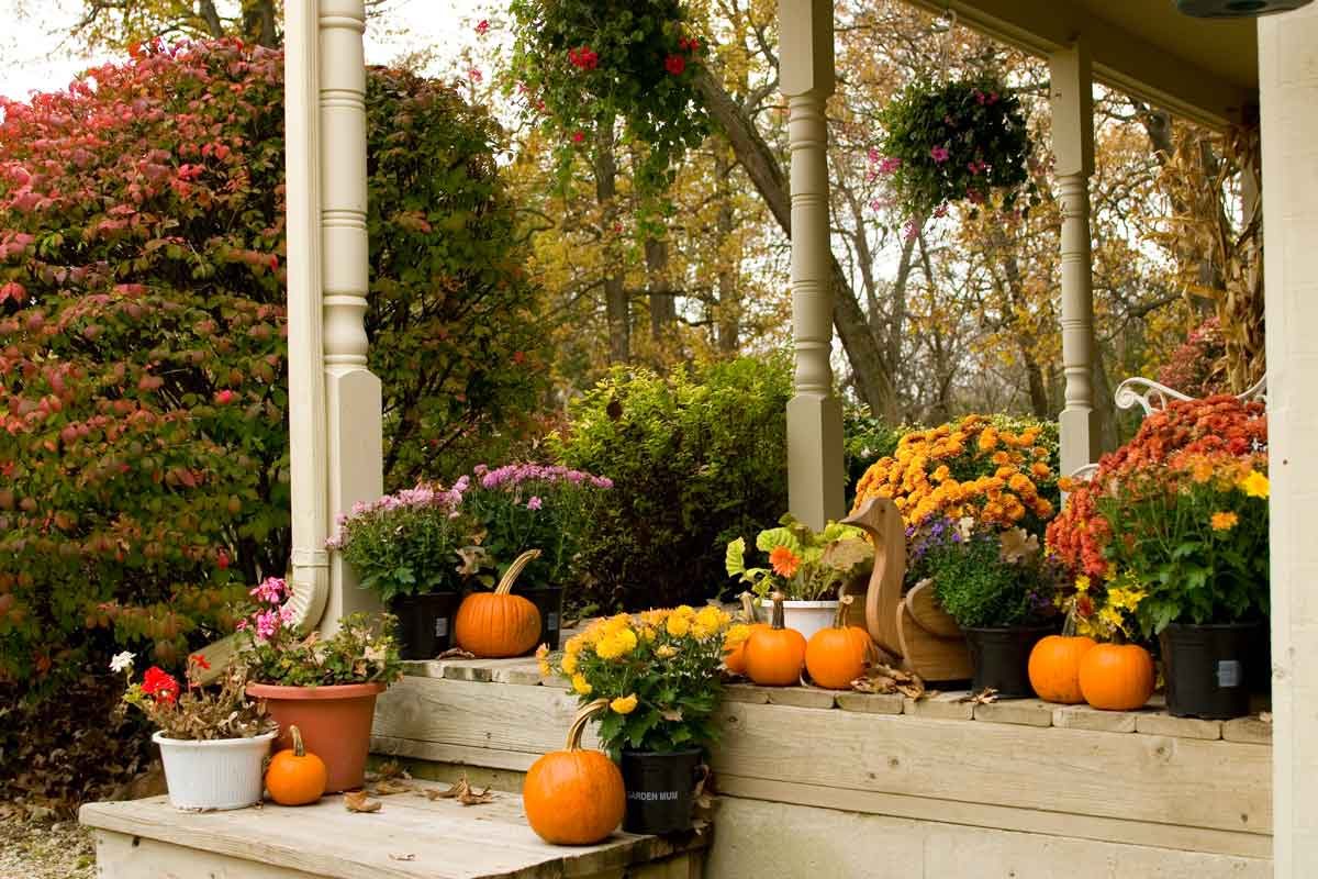 The Best Fall Flowers (That Aren’t Mums): Expert Picks