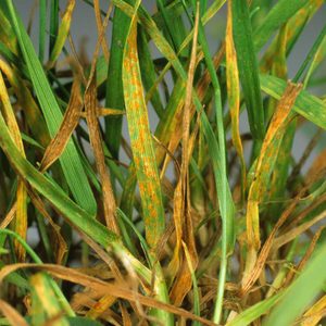 Foliage intertwines, revealing some healthy green grass alongside withering yellow and brown blades, indicating possible disease or environmental stress.