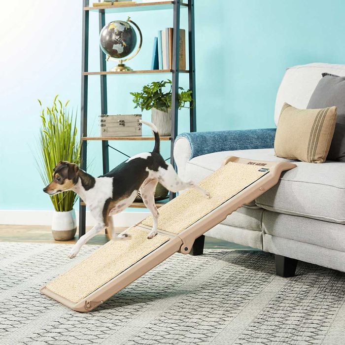 A small dog climbs a sloped ramp leading to a couch in a brightly colored room with plants and bookshelves in the background.