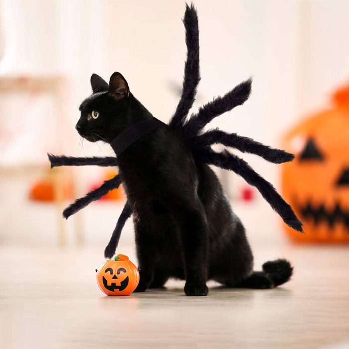 A black cat wears a spider-like costume with fuzzy legs, sitting beside a small orange pumpkin in a festive, light-filled room.