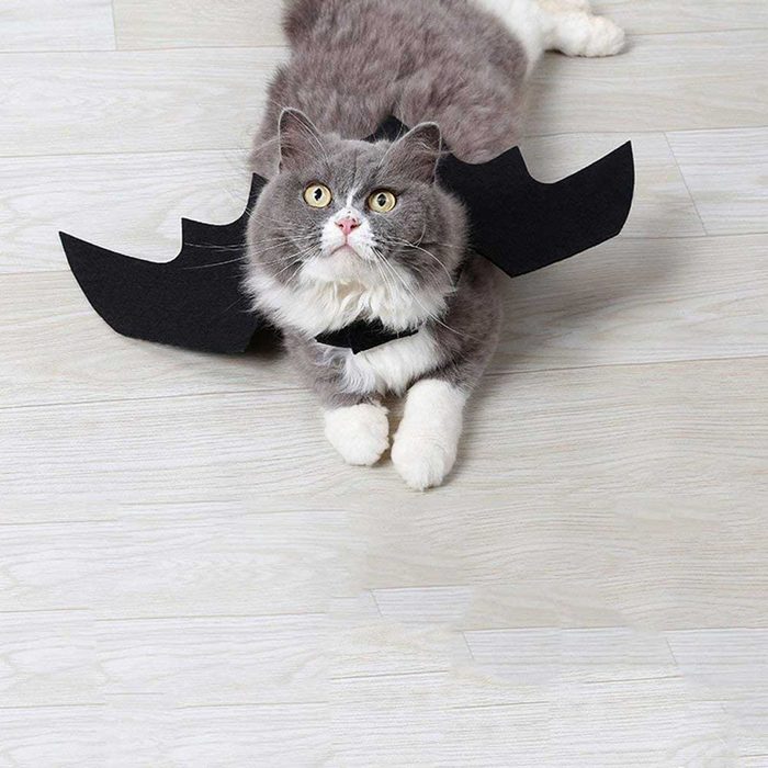 A cat with gray fur wears black bat-like wings, lying on a light-colored wooden floor, looking curiously upward.