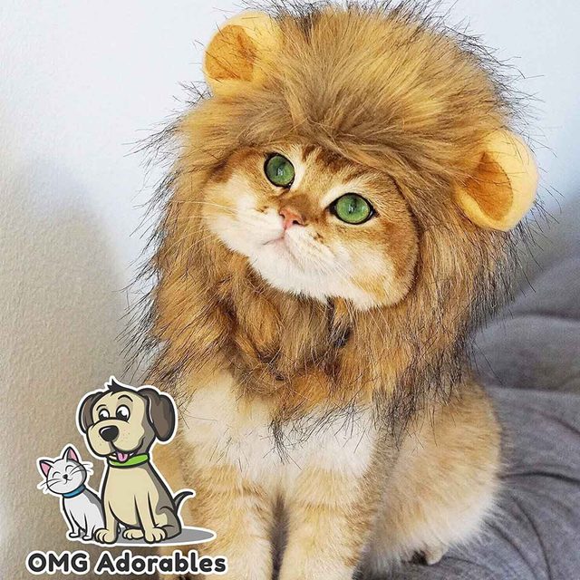 A cat wears a lion mane costume, gazing upward with bright green eyes. The background is softly blurred, enhancing the feline's adorable appearance.
