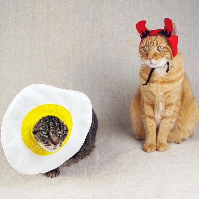 Two cats wear playful costumes: one dressed like an egg with a yellow yolk, and the other in a red devil hat, sitting on a neutral background.