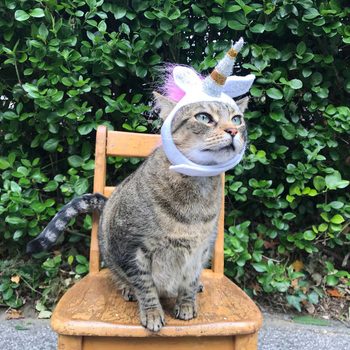 A cat wearing a unicorn-themed headband sits on a wooden chair, surrounded by lush green foliage in a bright outdoor setting.
