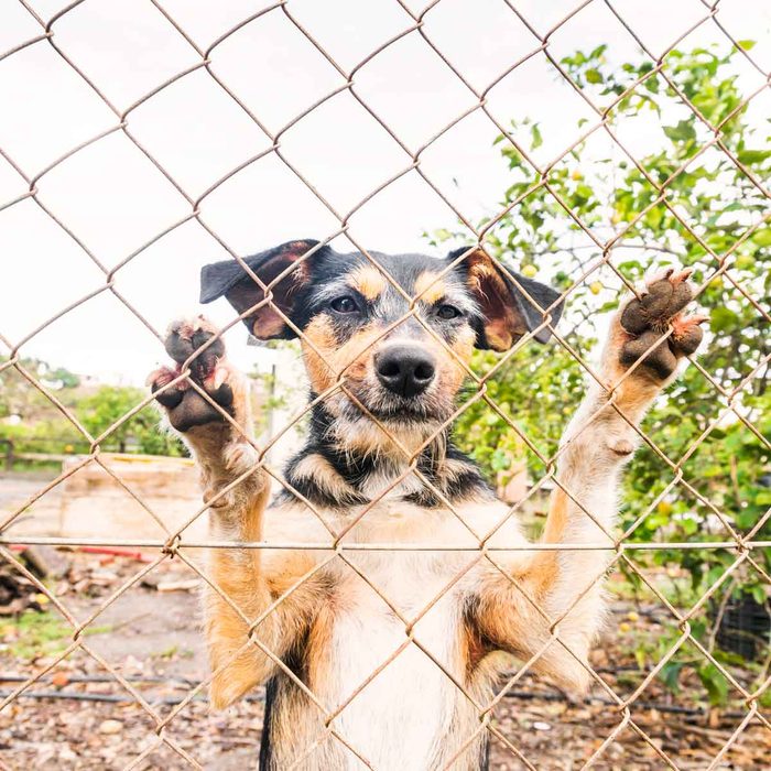 A dog with black and brown fur stands against a chain-link fence, placing its paws on the mesh, surrounded by greenery and a blurred background.
