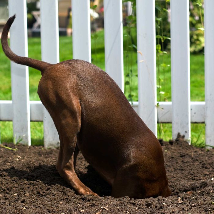 A brown dog is digging in loose soil near a white fence, surrounded by green grass and plants.