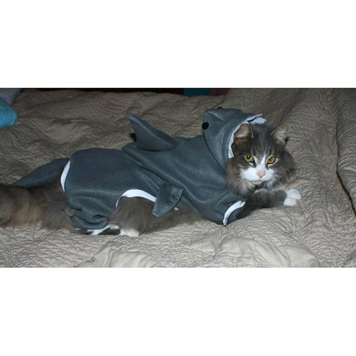 A cat wearing a shark costume lies on a bed, appearing relaxed against a textured, light-colored blanket. Shark fins are visible on its back.