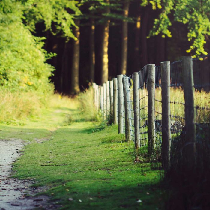A wooden fence lines a grassy path leading into a forest, surrounded by lush greenery and dappled sunlight filtering through the trees.