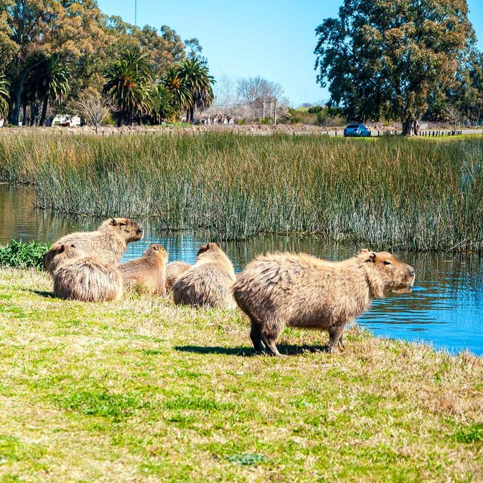 Capybaras