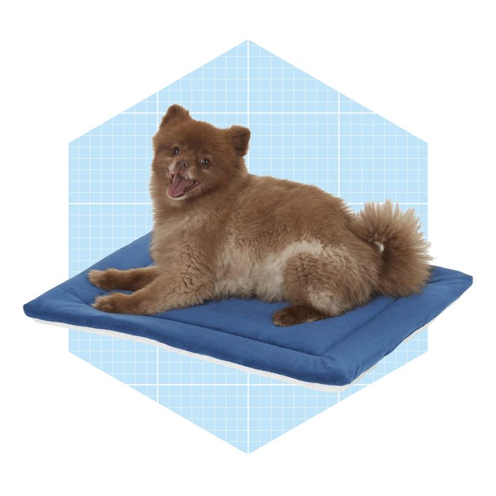 A fluffy brown dog lies comfortably on a blue cushion, smiling contentedly against a light blue grid background.