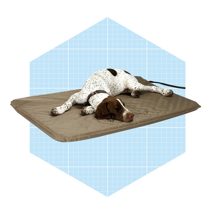 A spotted dog lies relaxed on a brown mat, tethered by a leash, against a light blue grid-patterned background.