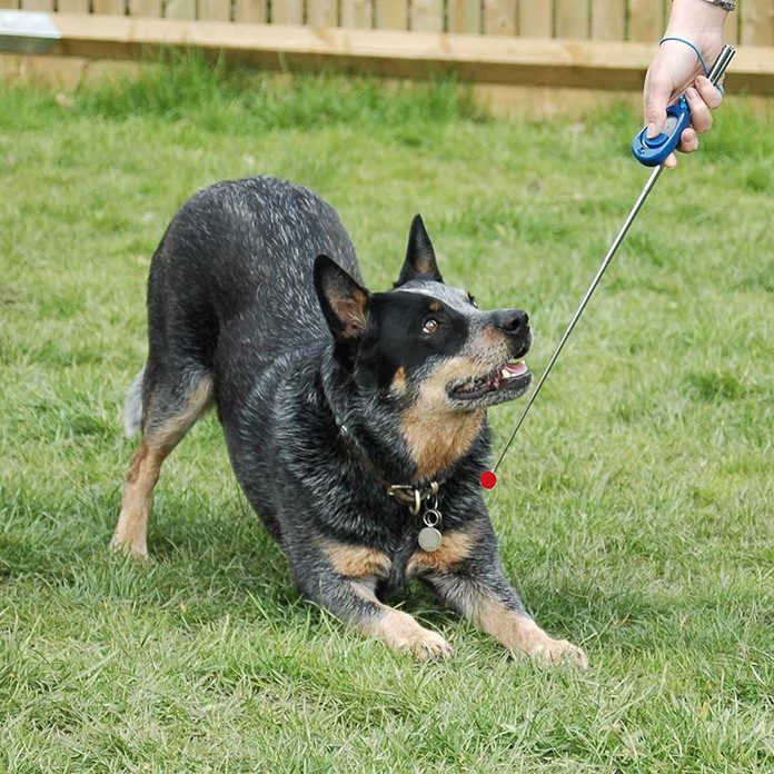Dog training stick