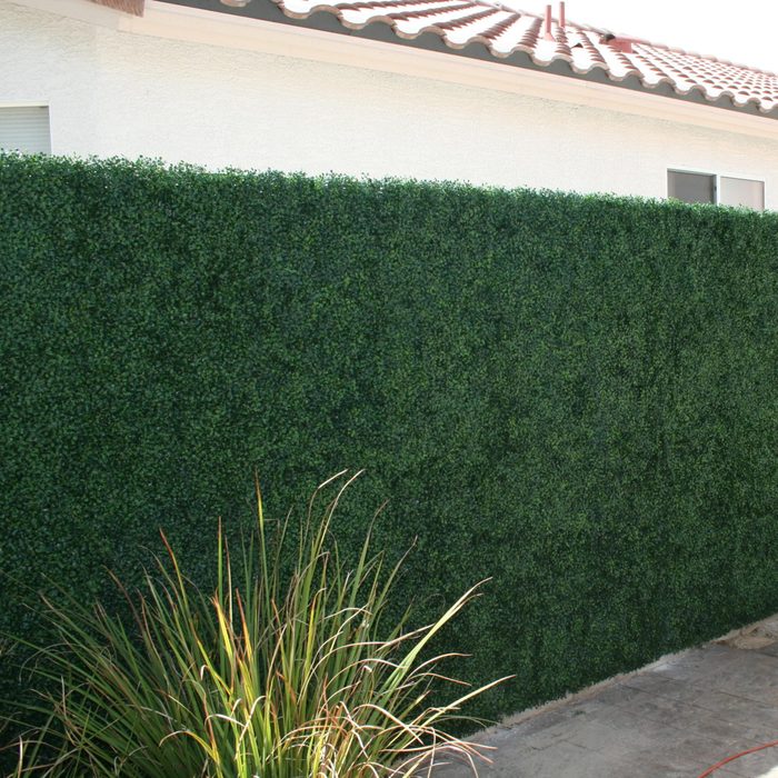 A green artificial hedge stands tall along a wall, while nearby, a cluster of brown-tipped grass grows at the base on a paved surface.