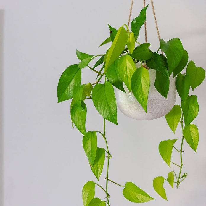 Devils Ivy Gettyimages 1283014018