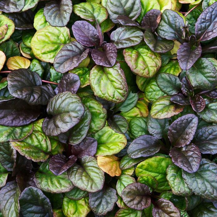 Ajuga
