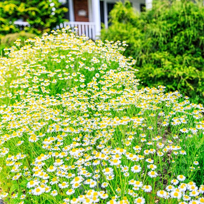 Chamomile