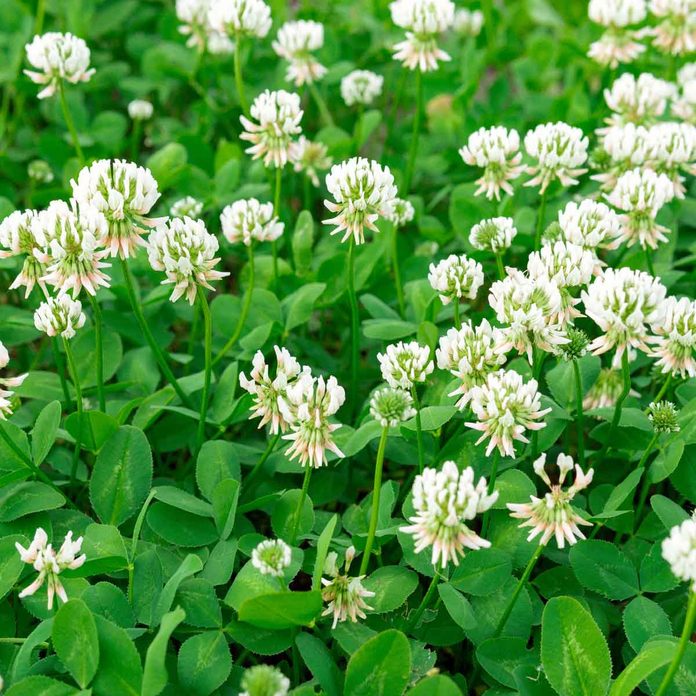 Clover