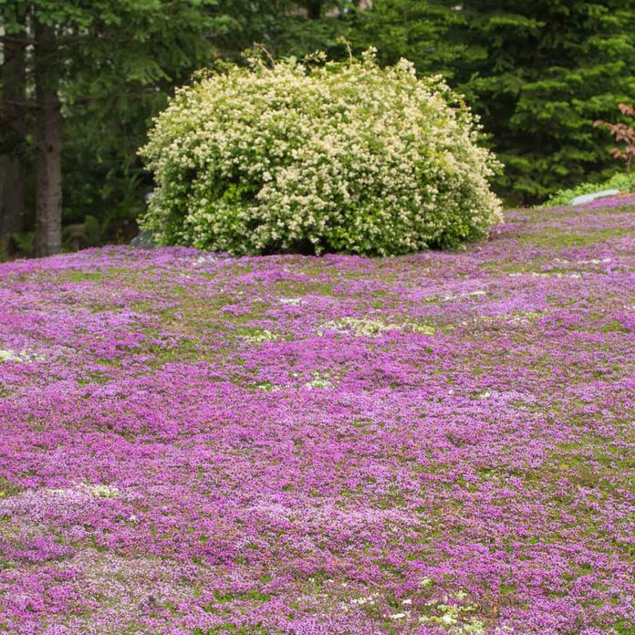 Creeping Thyme