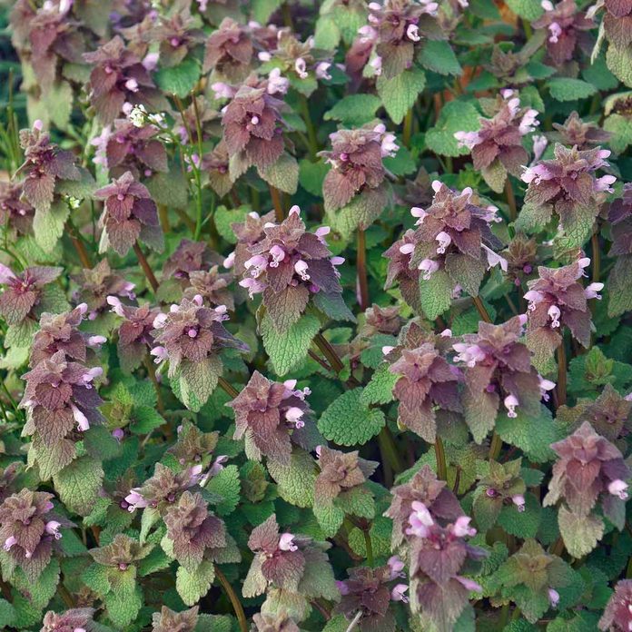 Dead Nettle