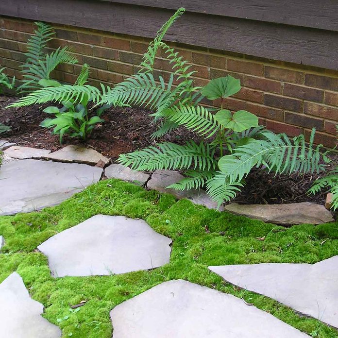 Moss