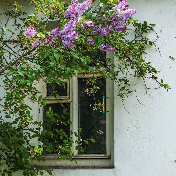 Overgrown Bush