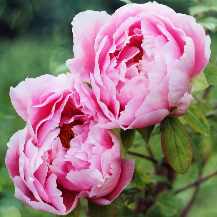 Pink Peonies