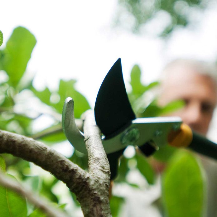 Prune Tree