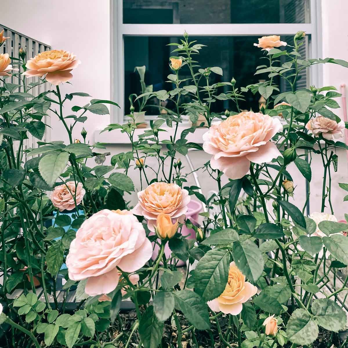 Roses 