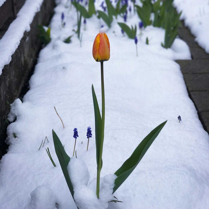 Winter Flowers