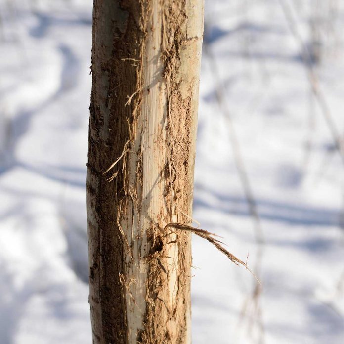 Winter Tree Damage