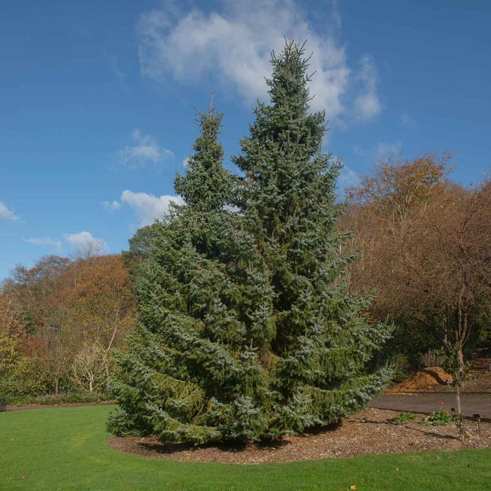 Serbian Spruce