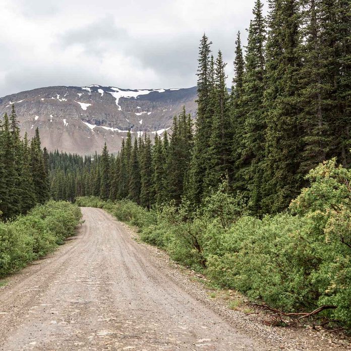 Black Spruce