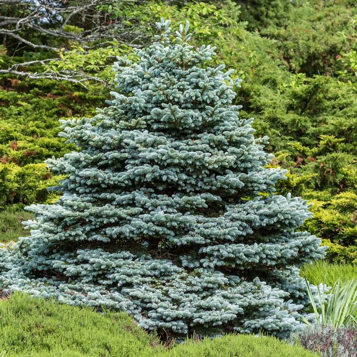 Blue Spruce