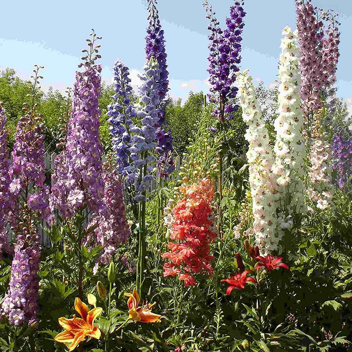 Delphinium